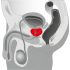 You2Toys - Prostata massöör - pöörlev eesnäärme vibraator (must)