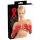 LATEX - pikk, unisex kindad (punased) - M