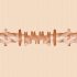 Fleshlight Vina Sky Exotica - elutru kunsttupp (naturaalne)