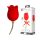 Pretty Love Rose Lover - 2in1 kliitorivibraator (punane)